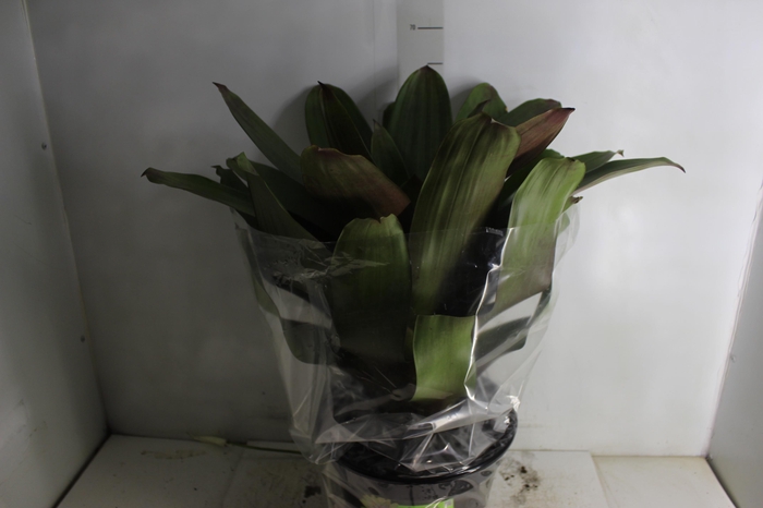 <h4>BROMELIA IMPERIAL P27 VERDE/VERMELHO</h4>