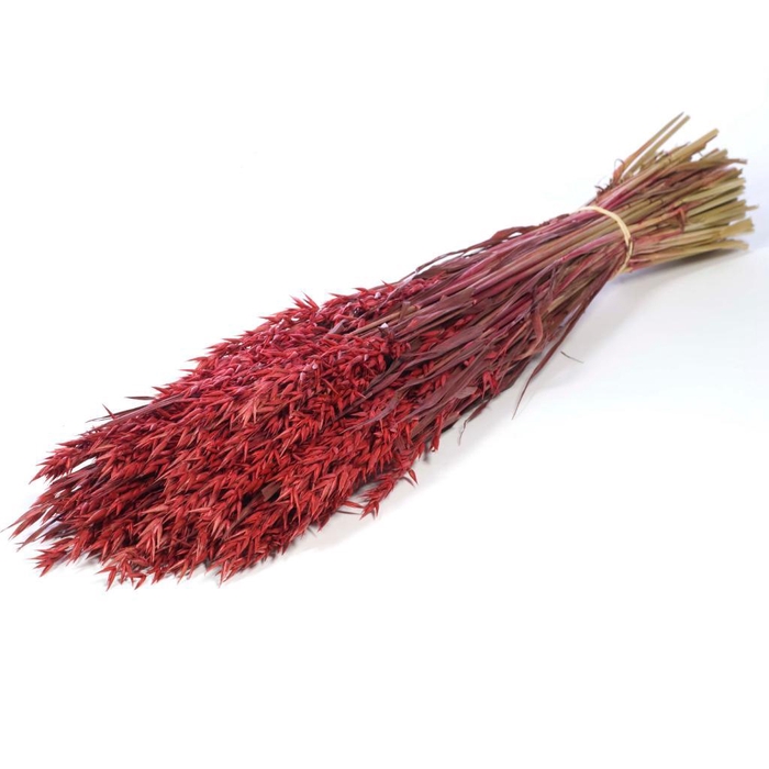 <h4>Haver (avena) Red</h4>