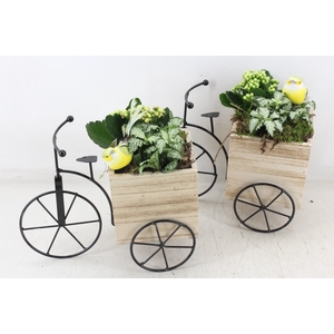 arr2 TD - Hout driewieler - geel/wit