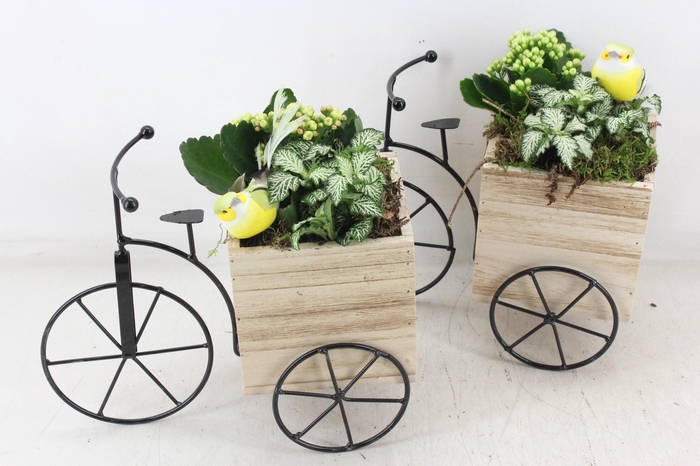 <h4>arr2 TD - Hout driewieler - geel/wit</h4>