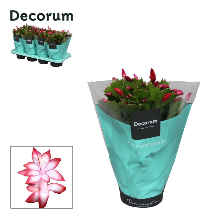 <h4>Schlumbergera - 13 cm - Red (België Rood) - Decorum</h4>