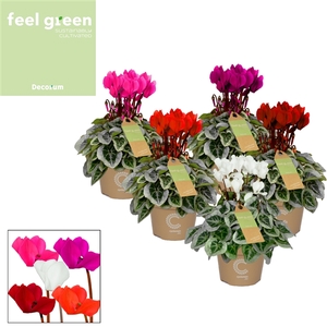 Cyclamen SS Picasso Mix FEEL GREEN Decorum