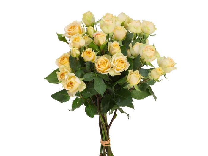 ROSA SPRAY AXANA 040 CM