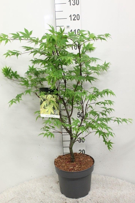 <h4>Acer palmatum 'Osakazuki' P29 potgekweekt</h4>