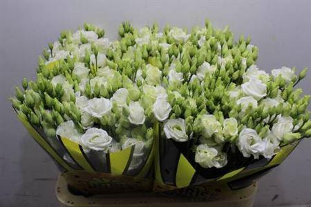 <h4>Eus G Rosi White</h4>