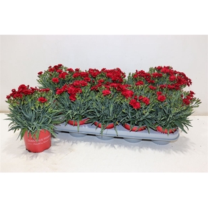 Dian Ca Peman Red
