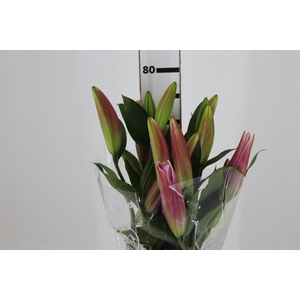 LIRIO TABLEDANCE 080 CM HT 2/3 FLS