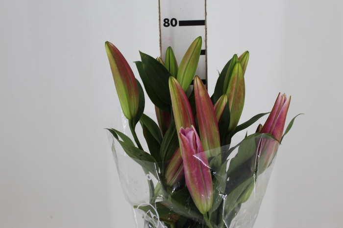 <h4>LIRIO TABLEDANCE 080 CM HT 2/3 FLS</h4>