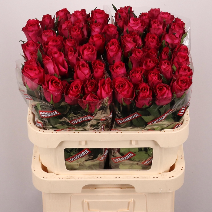 <h4>R GR MADAM CERISE</h4>