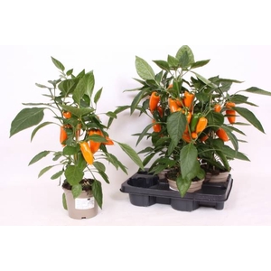 PAPRIKA PLANTEN