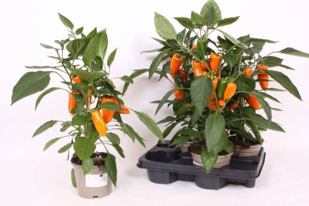 <h4>PAPRIKA PLANTEN</h4>