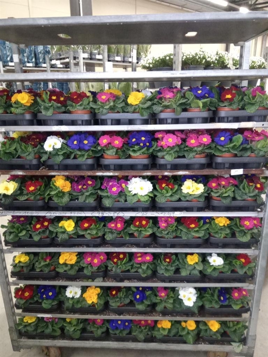 <h4>Primula ac.   ...mix</h4>