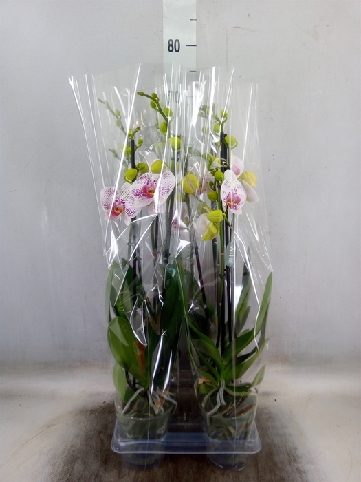 <h4>Phalaenopsis  'Bohemian Goya'</h4>