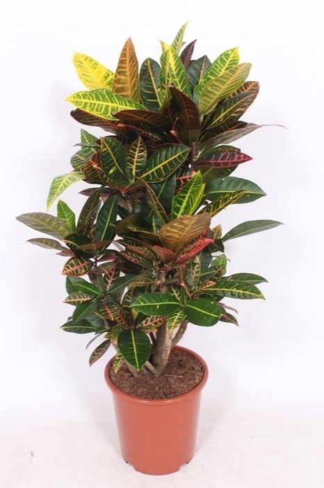 Codiaeum Petra