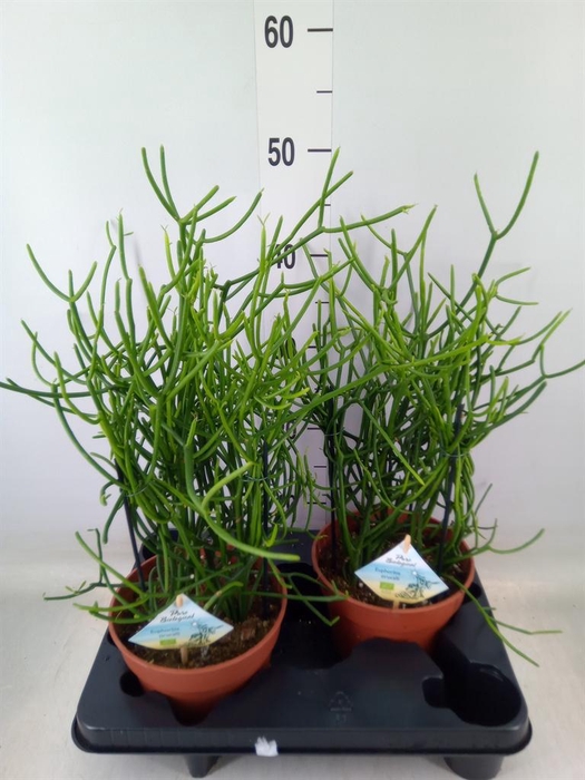 <h4>Euphorbia tirucalli</h4>