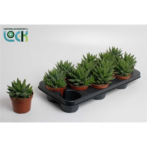 <h4>Aloe Brevifolia</h4>