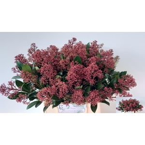 SKIM J RUBELLA BS