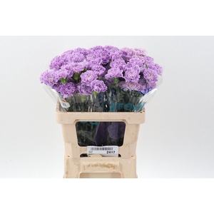 Di St Fl Moonaqua 50cm