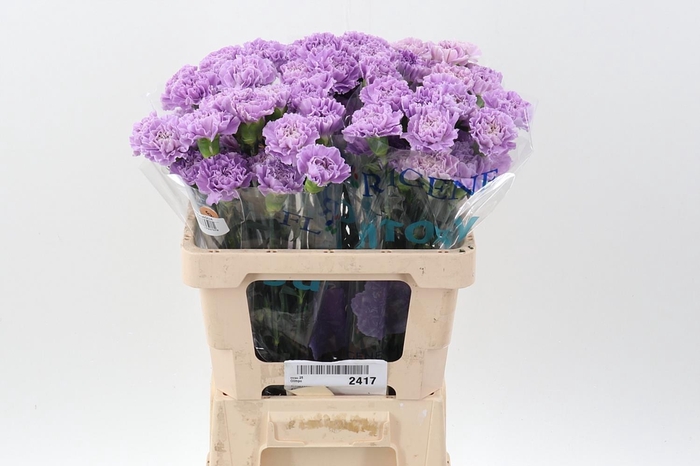 <h4>Di St Fl Moonaqua 50cm</h4>
