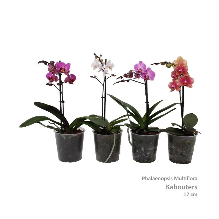 <h4>Phal. Multiflora kaboutermix 1-tak 3 kleuren</h4>