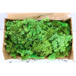 Moss Reindeer Moss May Green