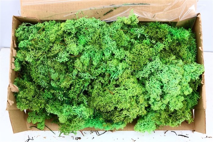 <h4>Moss Reindeer Moss May Green</h4>