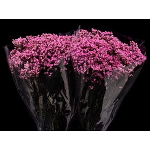 Limonium Fuchsia