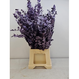 GESTABILISEERD EUC STUARTIANA MILKA