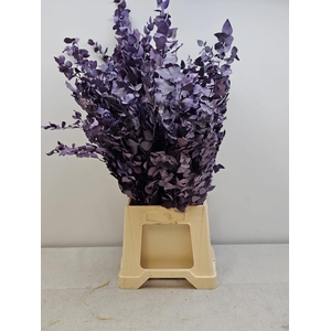 GESTABILISEERD EUC STUARTIANA MILKA