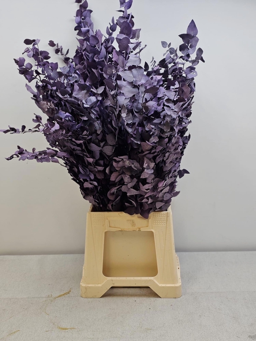 <h4>GESTABILISEERD EUC STUARTIANA MILKA</h4>