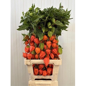 PHYSALIS ALKEKENGI  ...LAMPION /TAK
