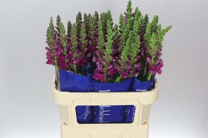 <h4>Antir Purple Ex</h4>