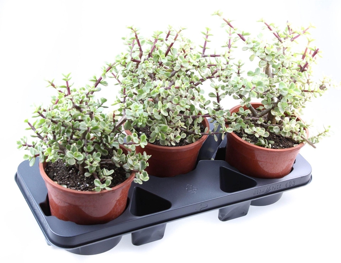 <h4>Succulents   ...</h4>