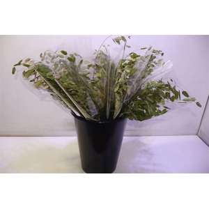 Chasmanth Latifolium 80 Cm