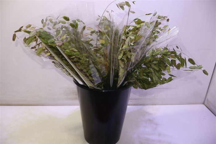 <h4>Chasmanth Latifolium 80 Cm</h4>