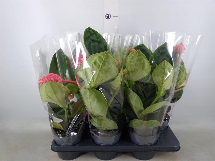 <h4>Medinilla magn. 'Lambada'</h4>