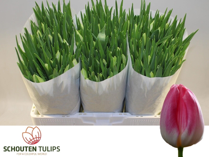 <h4>TU EN FIRST CLASS</h4>