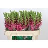Antirrhinum Avignon Rose