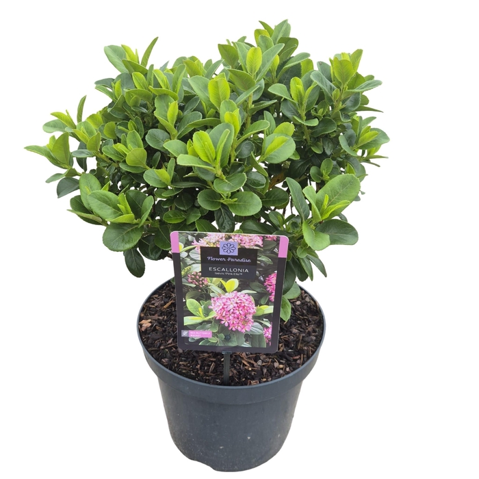 <h4>Escallonia Pink Elle</h4>