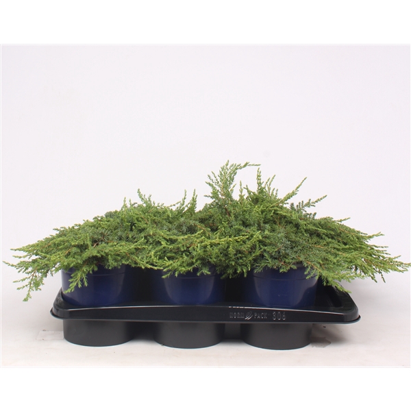 Juniperus communis 'Green Carpet'