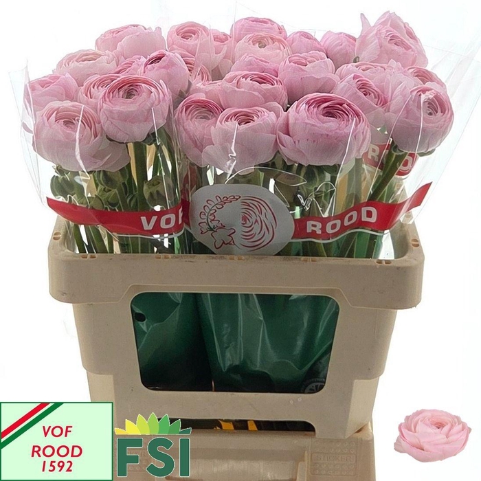 <h4>RAN SU LADY</h4>