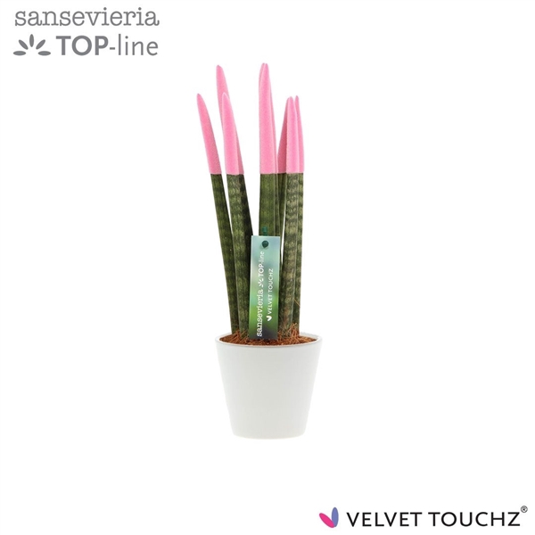 <h4>Sansevieria VELVET TOUCHZ® Pastel Roze In keramiek R'dam</h4>