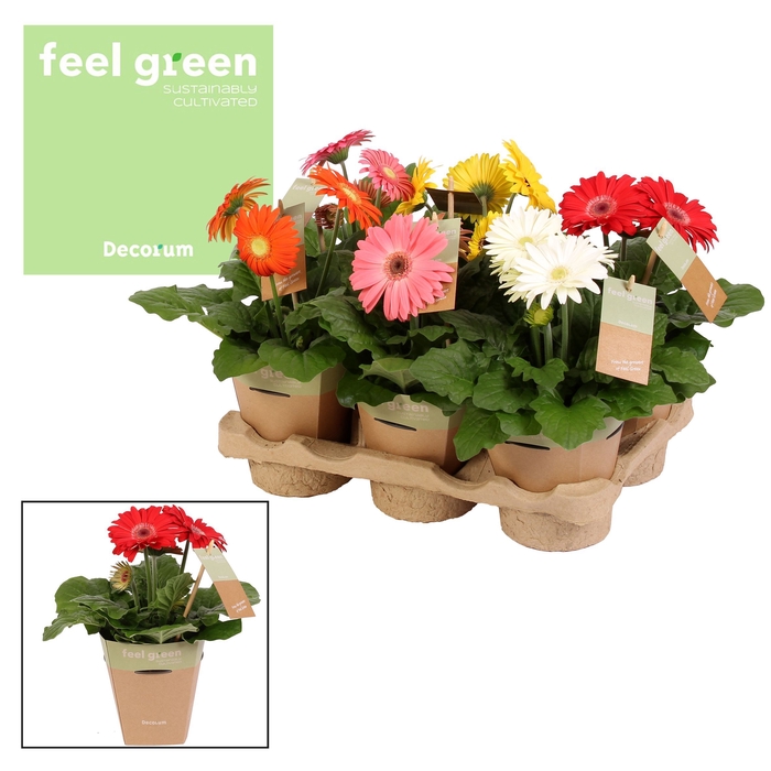 <h4>Gerbera 2+ bl. Feel Green, nature pc Decorum</h4>