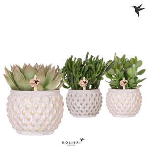 Kolibri Greens Succulenten mix in Marrakesh pot gold copper