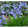 Agapanthus africanus