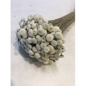 DRIED FLOWERS - KNOPBLOEMEN NATURAL 100GR