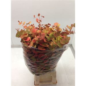 Euc Cinerea Verf Herfst