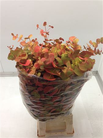 <h4>Euc Cinerea Verf Herfst</h4>