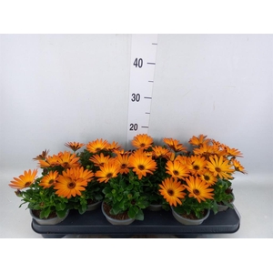 Osteospermum  'Senorita Lucia'