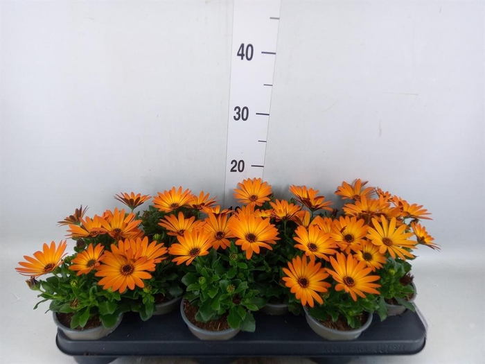 <h4>Osteospermum  'Senorita Lucia'</h4>